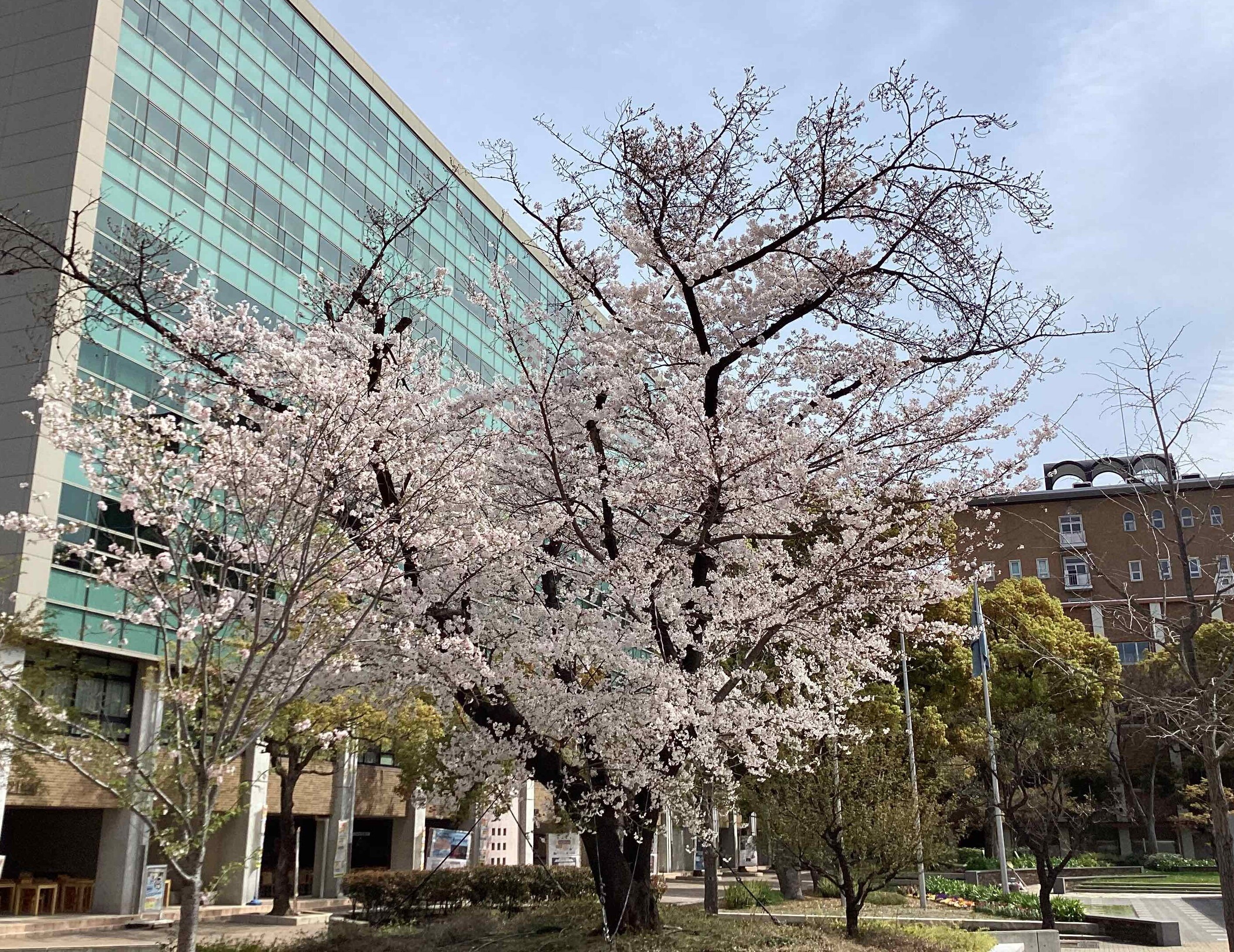 キャンパス桜.jpg